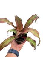 Cryptanthus 'Calypso'