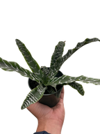 Cryptanthus 'Betty'