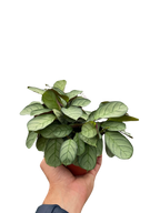 Ctenanthe burle-marxii 'Amagris'