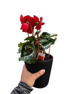 Cyclamen 'Red'