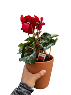 Cyclamen 'Red'