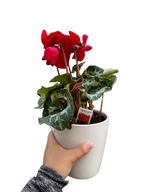 Cyclamen 'Red'