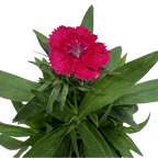 Dianthus