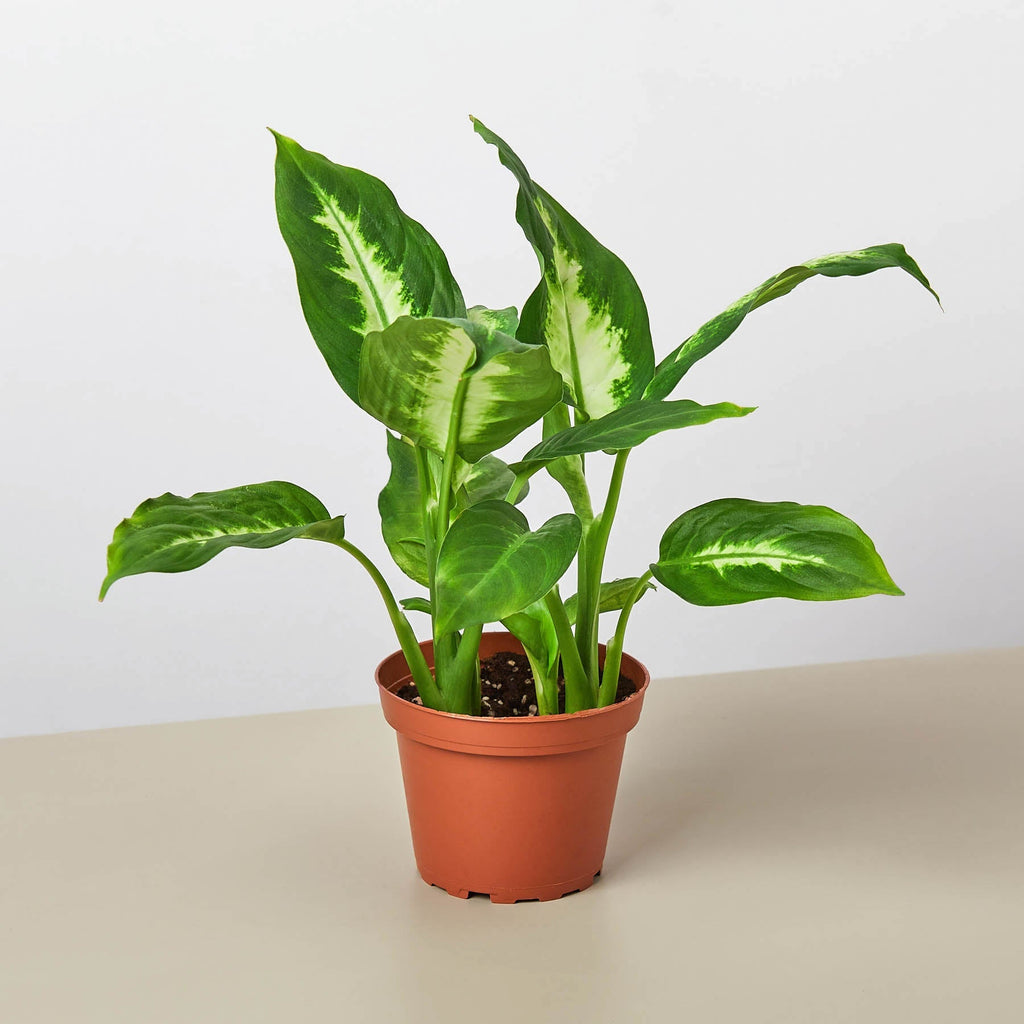 Camille Dieffenbachia — Bright Tropical Foliage live plant