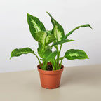 Camille Dieffenbachia — Bright Tropical Foliage live plant