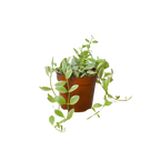 Succulent Dischidia Cascade