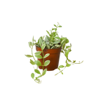 Succulent Dischidia Cascade