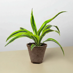 Lemon Lime Dracaena — Bright Easy-Care Plant live plant