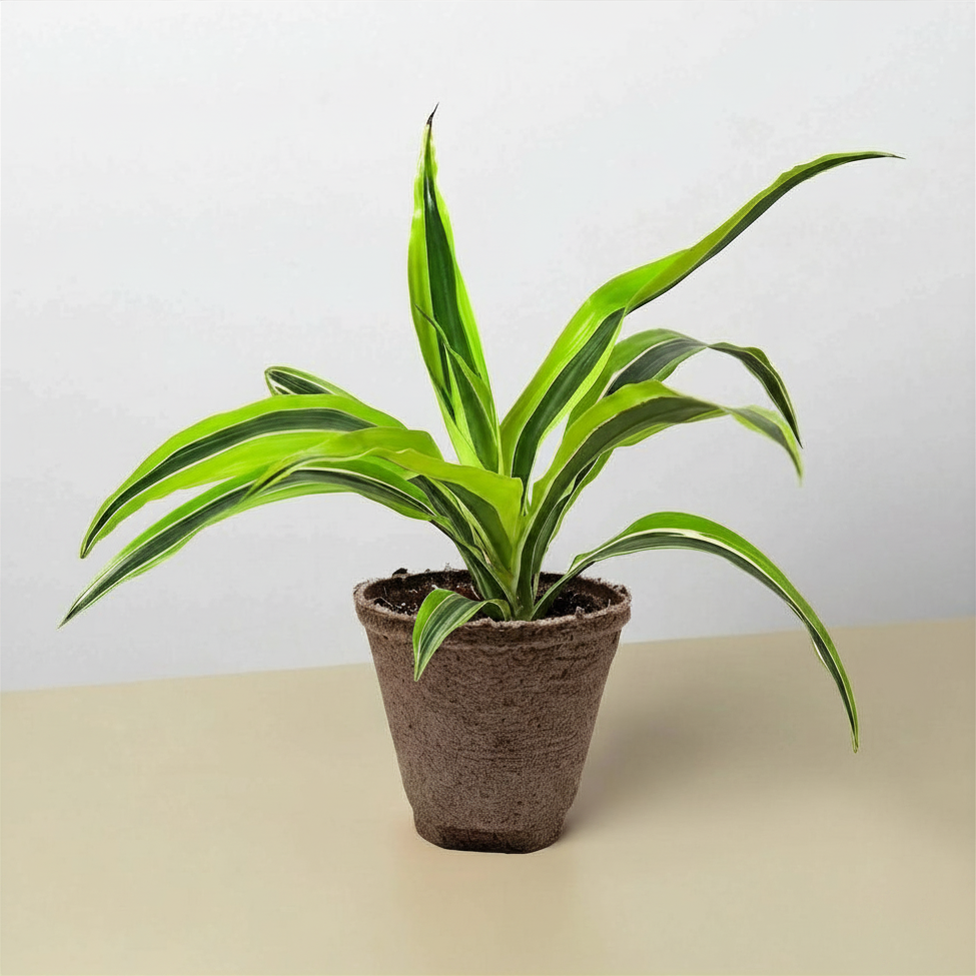 Lemon Lime Dracaena — Bright Easy-Care Plant live plant