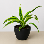 Lemon Lime Dracaena — Bright Easy-Care Plant live plant