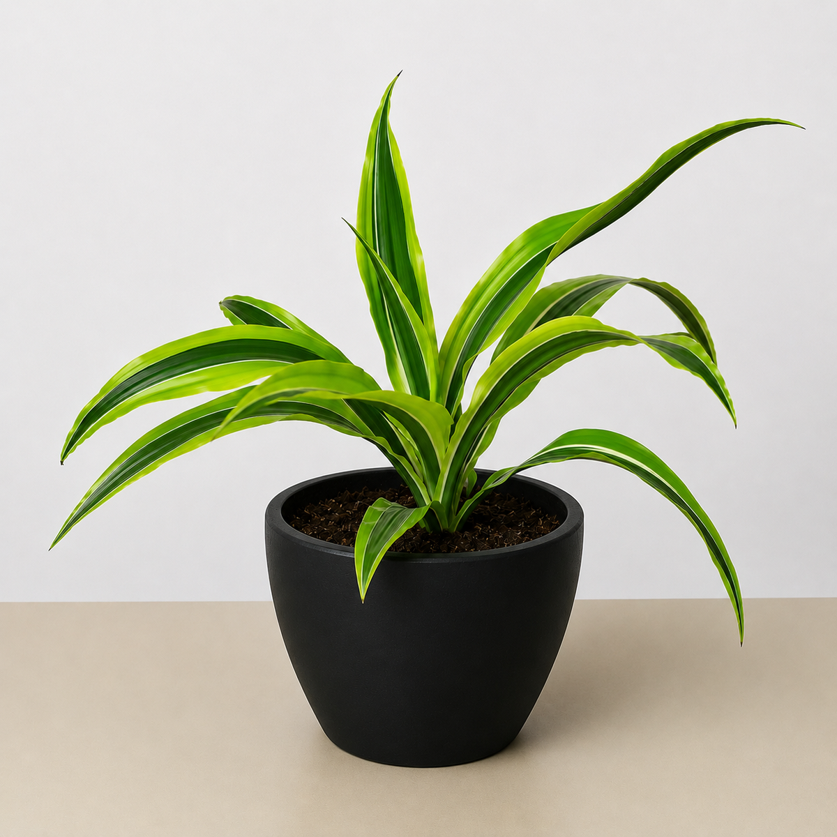 Lemon Lime Dracaena — Bright Easy-Care Plant live plant
