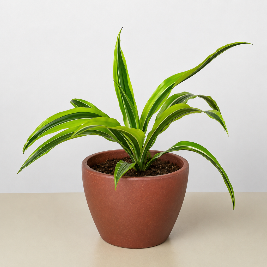 Lemon Lime Dracaena — Bright Easy-Care Plant live plant