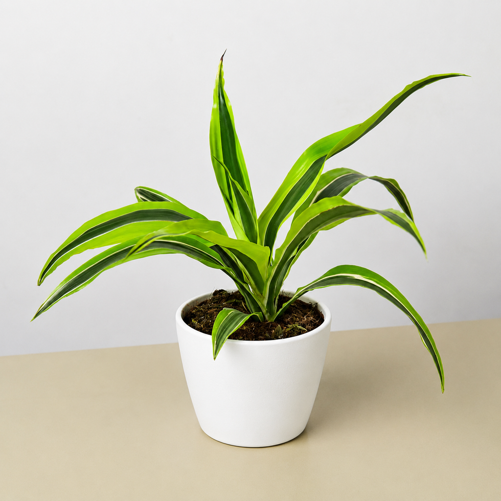 Lemon Lime Dracaena — Bright Easy-Care Plant live plant