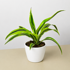 Lemon Lime Dracaena — Bright Easy-Care Plant live plant