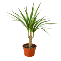 Dragon Tree — Dracaena Marginata Cane