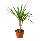 Dragon Tree — Dracaena Marginata Cane live plant