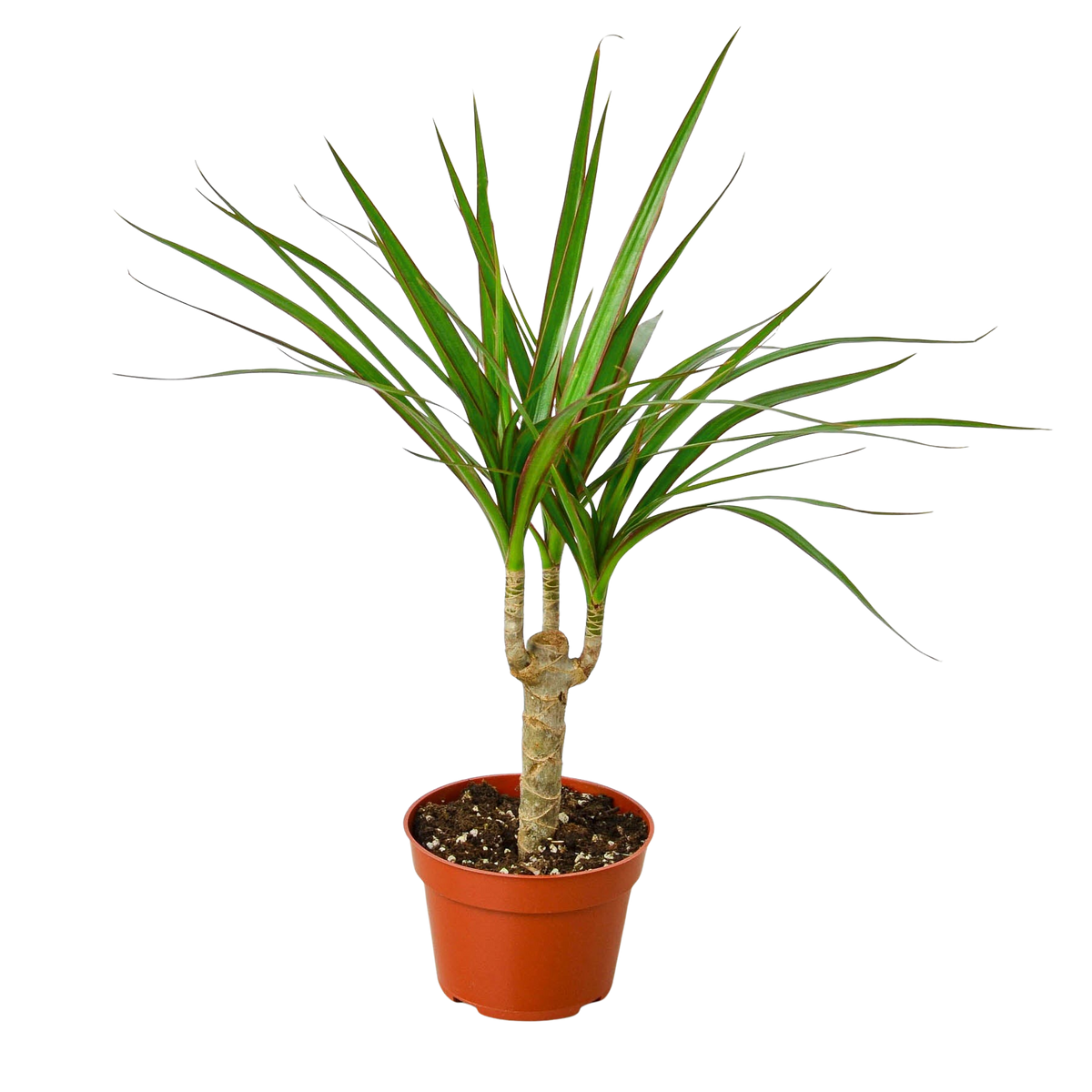 Dragon Tree — Dracaena Marginata Cane live plant