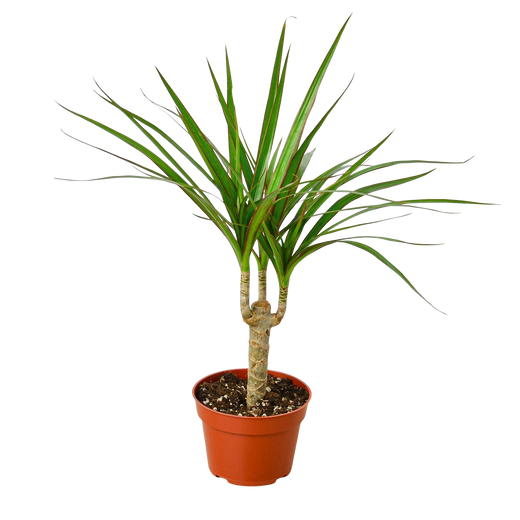 Dragon Tree — Dracaena Marginata Cane