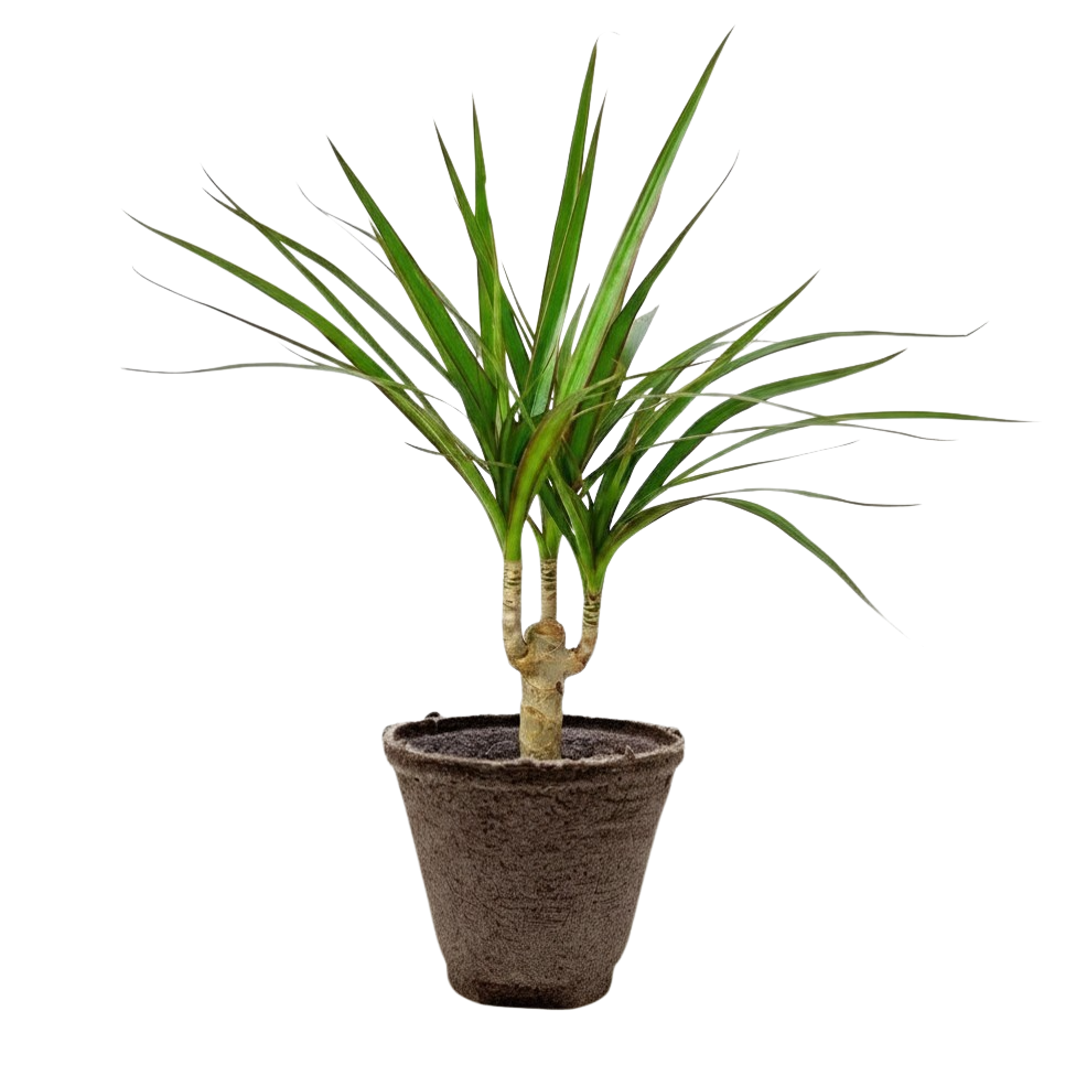Dragon Tree — Dracaena Marginata Cane live plant