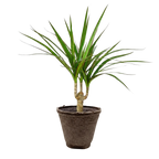 Dragon Tree — Dracaena Marginata Cane live plant