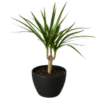 Dragon Tree — Dracaena Marginata Cane live plant