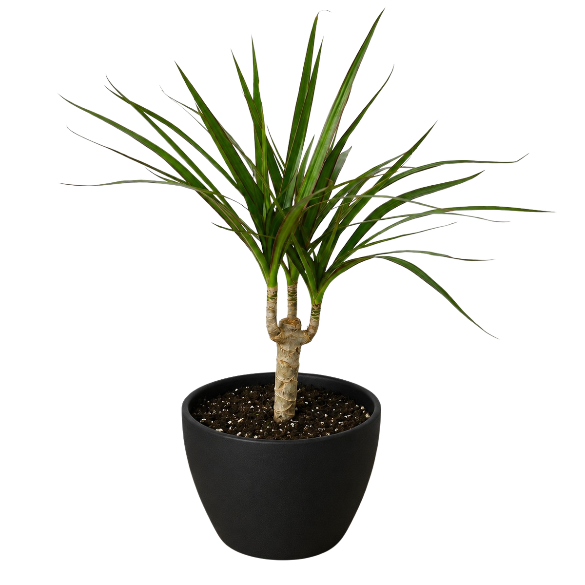 Dragon Tree — Dracaena Marginata Cane live plant