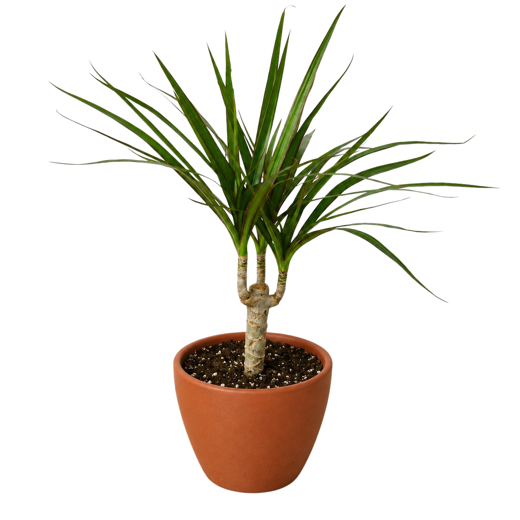 Dragon Tree — Dracaena Marginata Cane live plant