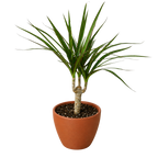 Dragon Tree — Dracaena Marginata Cane live plant