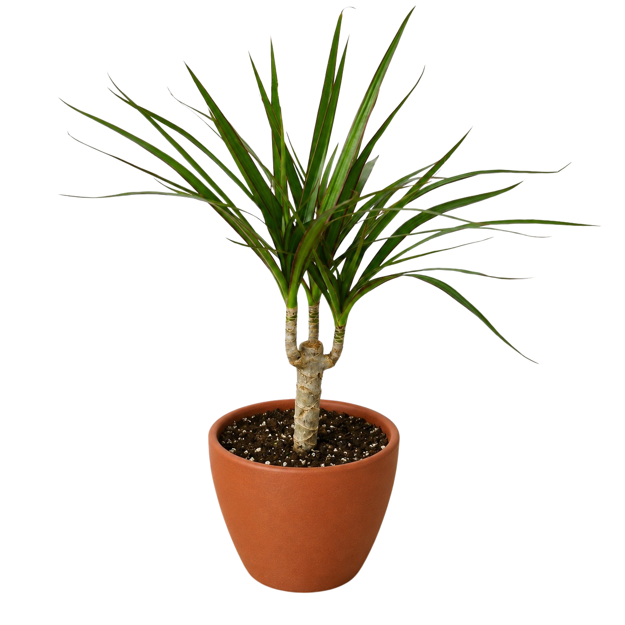 Dragon Tree — Dracaena Marginata Cane live plant