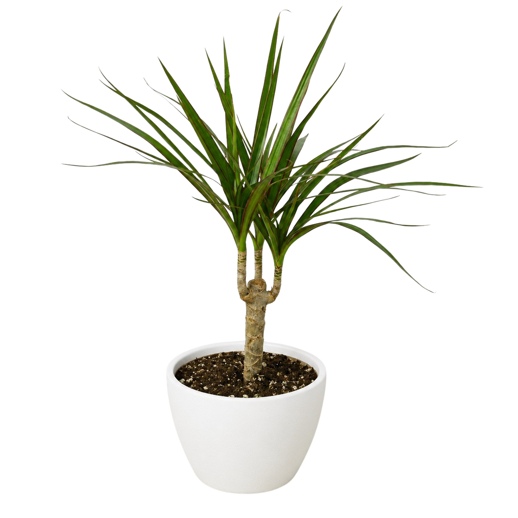 Dragon Tree — Dracaena Marginata Cane live plant