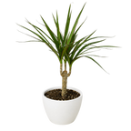 Dragon Tree — Dracaena Marginata Cane live plant