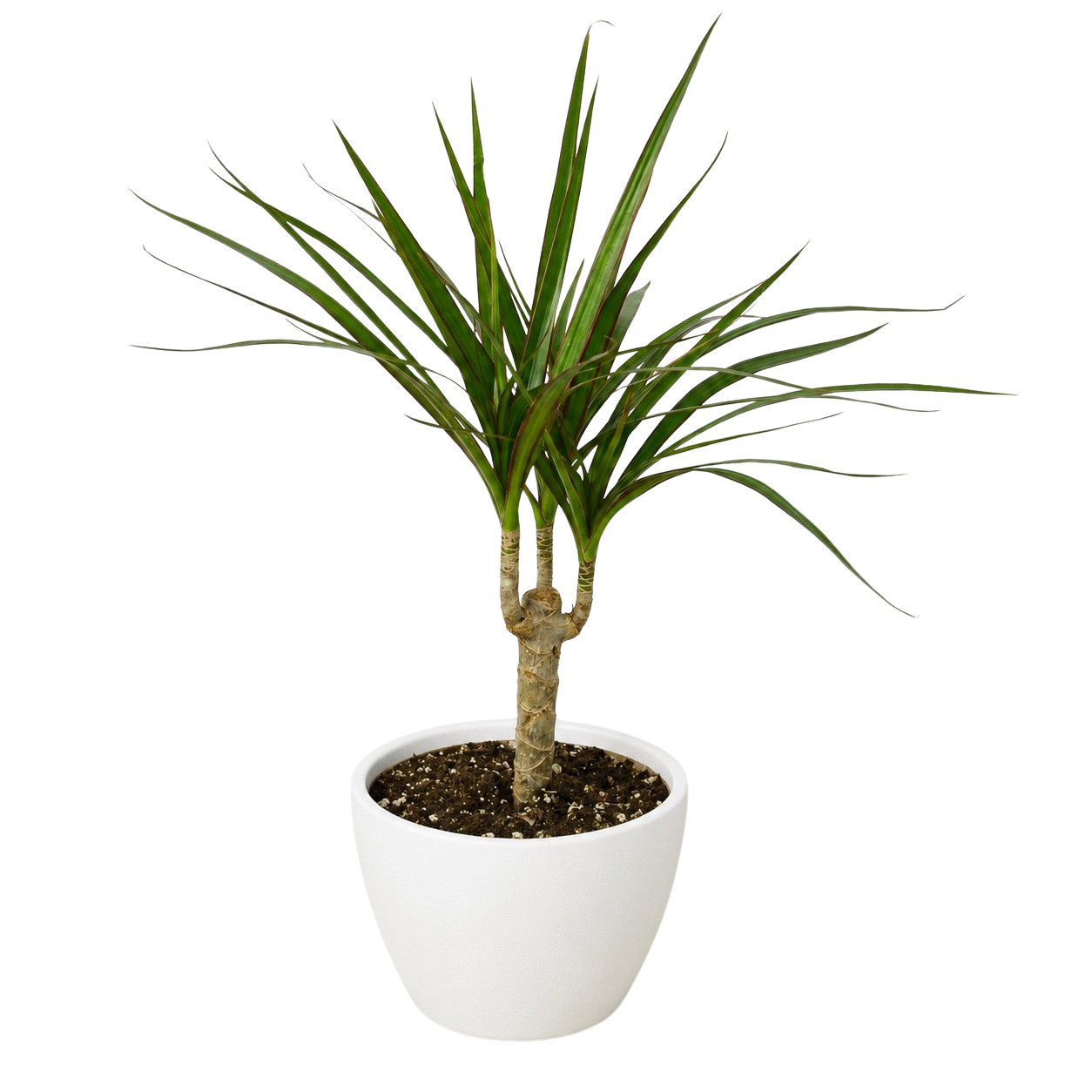 Dragon Tree — Dracaena Marginata Cane live plant