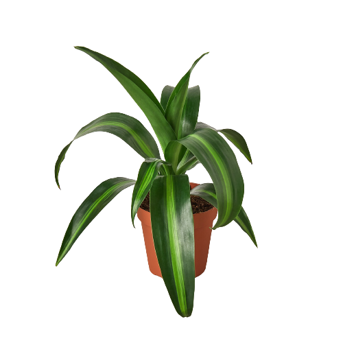 Dracaena 'Massangeana' — 4-Inch Pot