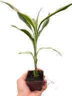Dracaena 'Sanderiana'
