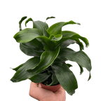 Dracaena 'Twister'