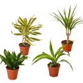 Different Dracaenas Variety Pack - Live House Plant — 4-Inch Pot — 4-Plant Set