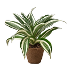 Dracaena 'Warneckii White Jewel'