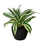 Dracaena 'Warneckii White Jewel'
