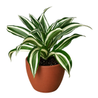 Dracaena 'Warneckii White Jewel'