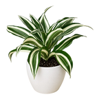 Dracaena 'Warneckii White Jewel'