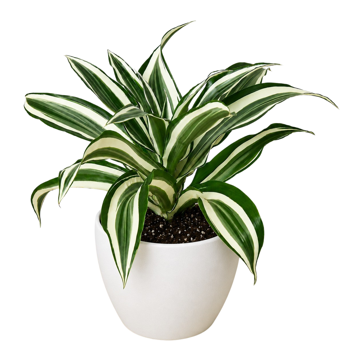 Dracaena 'Warneckii White Jewel'