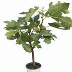 ED Fig