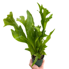 Fern 'Green Flame'