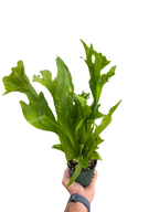Fern 'Green Flame'