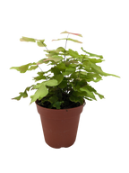 Fern Large Leaf Maidenhair