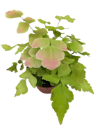 Fern Large Leaf Maidenhair