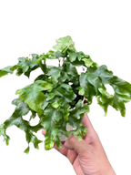 Fern 'Nicolas Diamond'