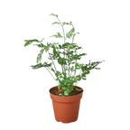 Fern 'Silver Lace'