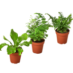 3 Fern Variety Pack - Live Plants - 4" Pot - House Plant