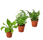 3 Fern Variety Pack - Live Plants - 4" Pot - House Plant